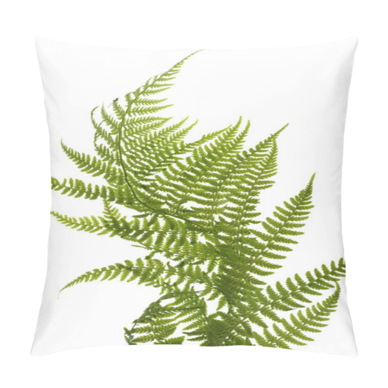 Personality  Fern Close Up Pillow Covers