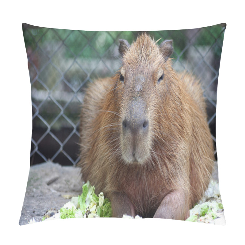 Personality  Capybara, A Very Big Rat Pillow Covers