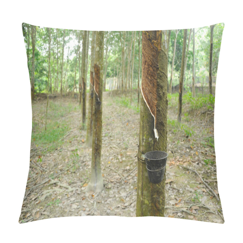 Personality  Rubber Tree Or Hevea Brasiliensis Plantation In Malacca, Malaysia Pillow Covers