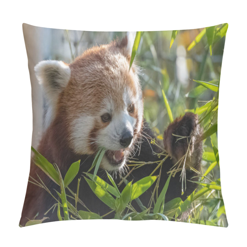 Personality  Red Panda Eating Bamboo, Portrait Of A Cute Animal  Pillow Covers