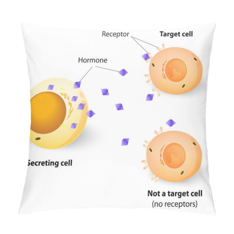 Personality  Hormones, Receptors And Target Cells Pillow Covers