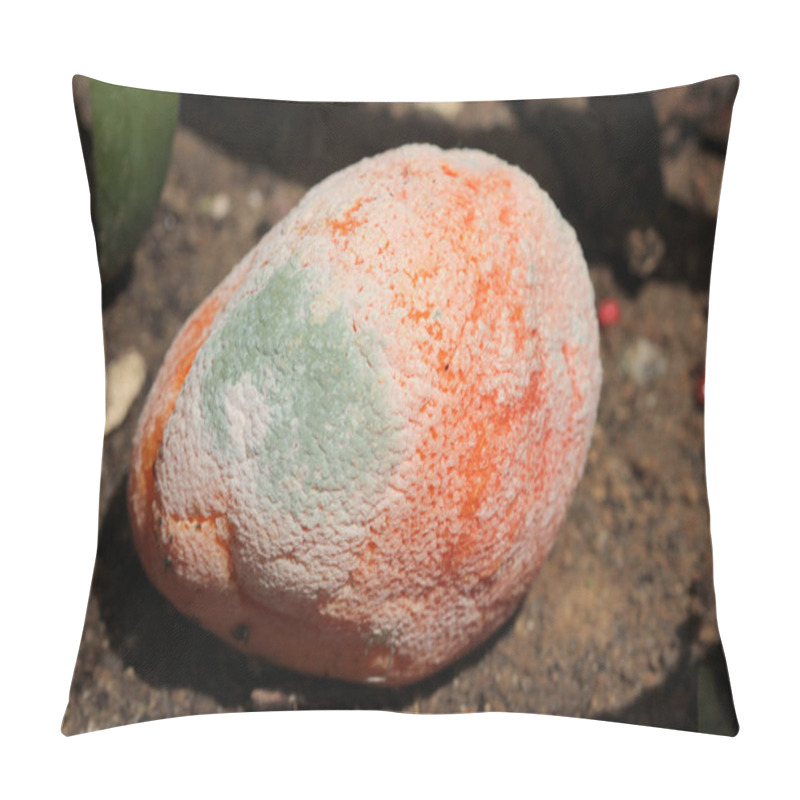 Personality  Rotten Orange. A Orange Disintegrating Organically. A Moldy Rotten Orange On In The Grass. Orange Covered With White And Green Mold In Grass. Fungal Mold On Rotten Citrus. Spoiled Orange. Food Fallen From Its Tree. Biodegradable Food Waste. Close-up. Pillow Covers