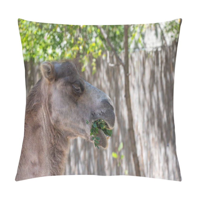 Personality  Portrait Of A Camel, Camelus Ferus, In The Zoo. Big Eyes, Funny Look And Soft Fur, An Animal In The Zoo Of Siofok, Balaton Pillow Covers