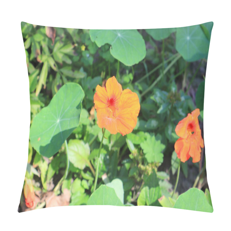 Personality  Close Up View Of Nasturtium Large Or Tropaeolum Majus L Pillow Covers