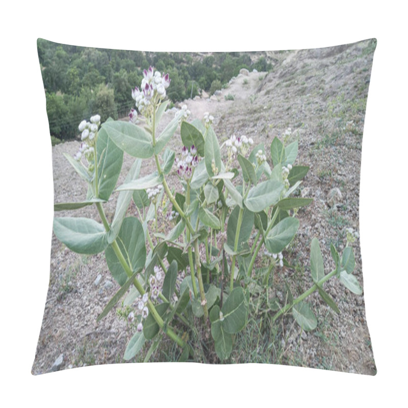 Personality  Calotropis Procera Sapling Plant, Apple Of Sodom, Aak, Madar, Or Giant Milkweed Plants And Flowers In A Hilly Or Mountain Area Pillow Covers