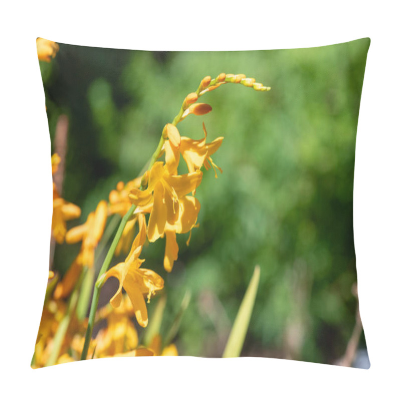 Personality  Close Up Of Harlequin Montbretia Flowers In Bloom Pillow Covers