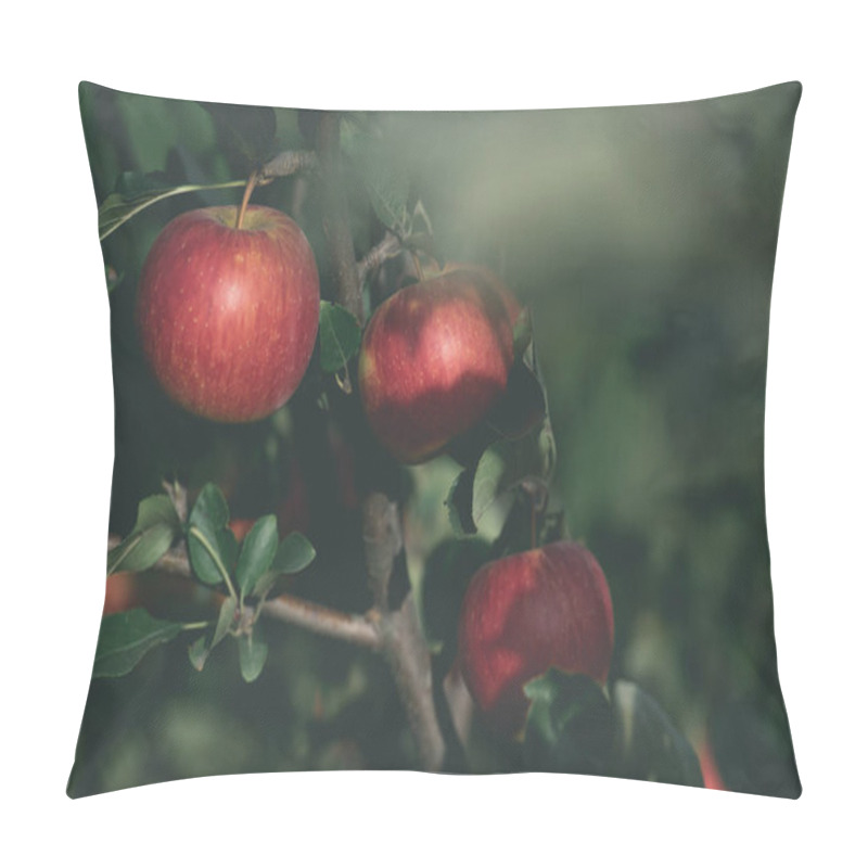 Personality  Close Up Of Appetizing Red Apples On Tree Branch In Garden Pillow Covers