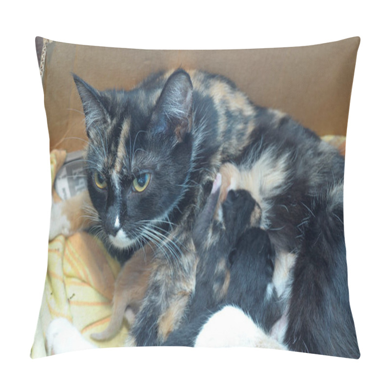 Personality  Homeless Cat With Kittens In A Box Pillow Covers