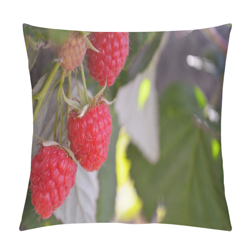 Personality  Raspberries Ripen On The Bush. Home Without Chemicals And Additives. Eco Raspberries. Red Raspberry Ripened On A Branch With Leaves. Ripe Red Raspberry Berries In Nature. Raspberry Branch With Berries Pillow Covers