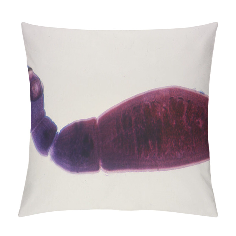 Personality  Tapeworm With Segments And Suction Cups In High Magnification Pillow Covers