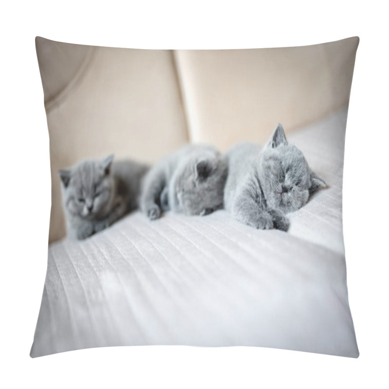 Personality  Cute Kittens Lying On Couch Pillow Covers