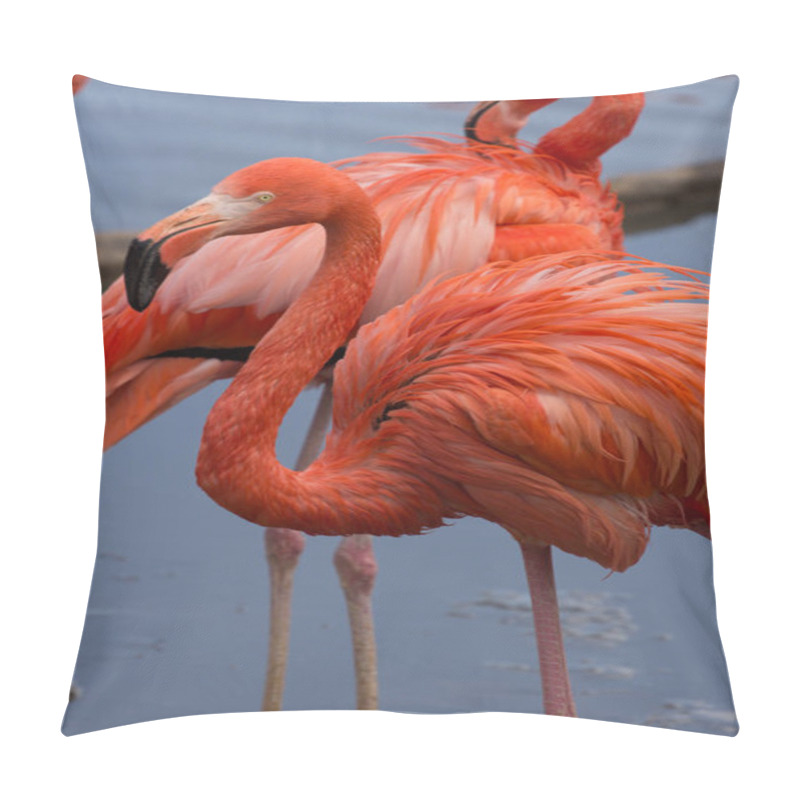 Personality  Couple Of American Flamingos. Pillow Covers