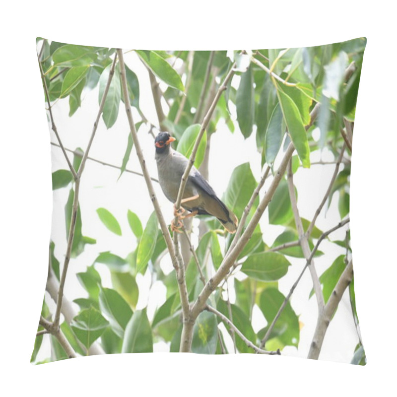 Personality  Indian Myna Birds On The Tree Branch. Its Other Names Common Myna And Mynah. This Is  A Bird Of The Starling Family Sturnidae. This Is A Group Of Passerine Birds Which Are Especially India.  Pillow Covers