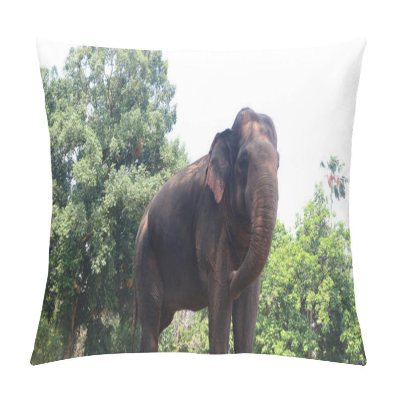 Personality  Sumatran Elephants With The Latin Name Elephas Maximus Sumatrensis Pillow Covers