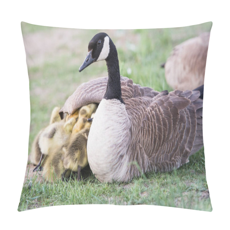 Personality  Canada Goose Family In The Wild Pillow Covers