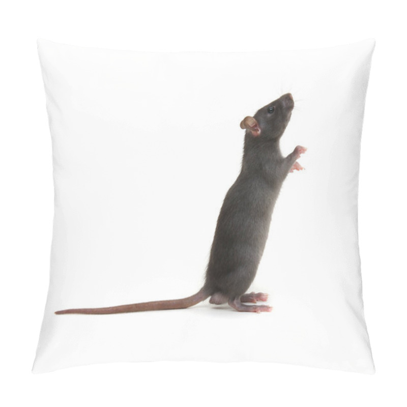 Personality  Rat Standing On Hind Legs On White Background Pillow Covers