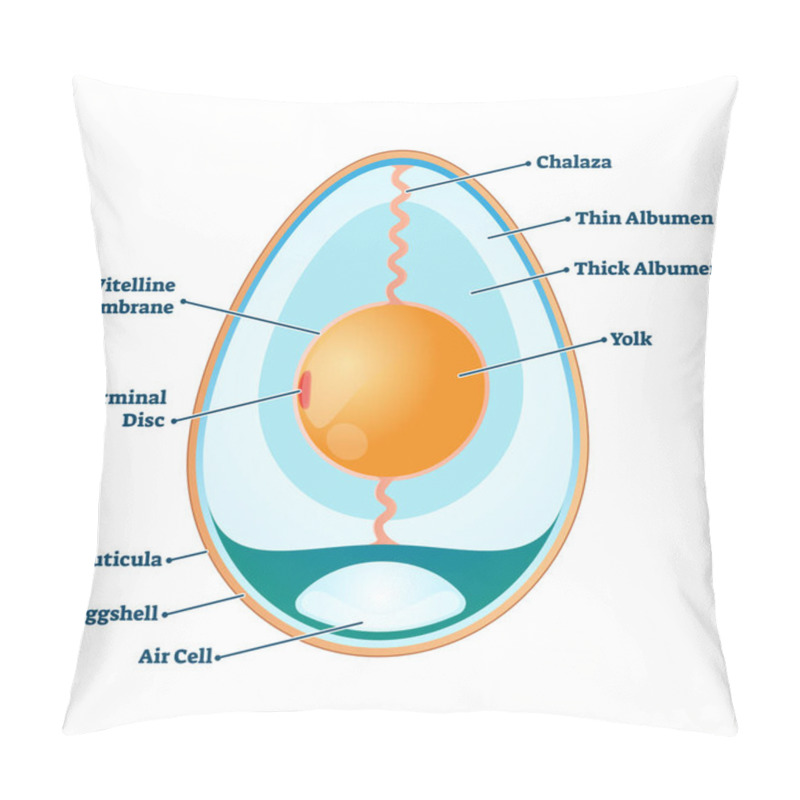 Personality  Egg Structure Vector Illustration. Labeled Educational Anatomy Info Scheme. Pillow Covers