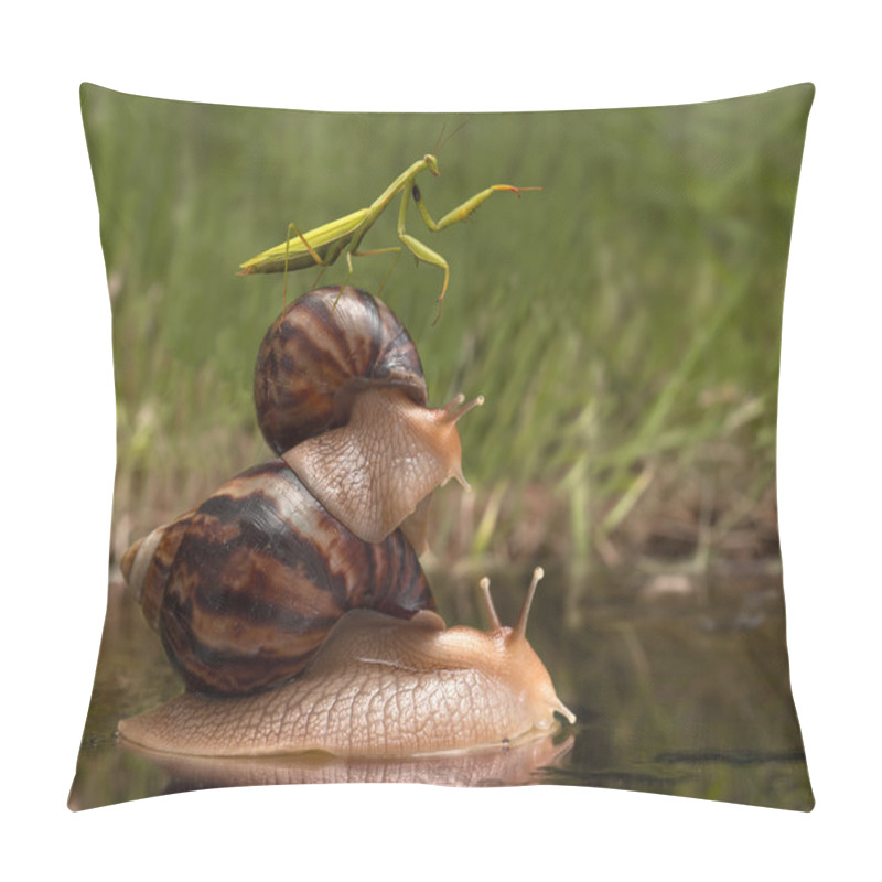 Personality  Closeup Mantis Riding On Snails And Indicates The Direction. Wildlife Humor Pillow Covers