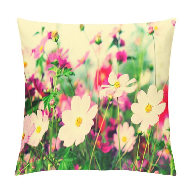 Personality  Beautiful Cosmos Flowers Blooming In Tibet Pillow Covers