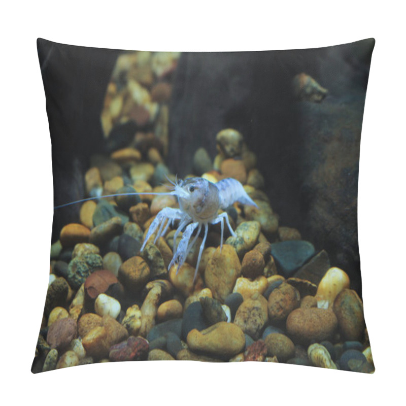 Personality  Crayfish Procambarus Clarkii Ghost In The Aquarium Pillow Covers