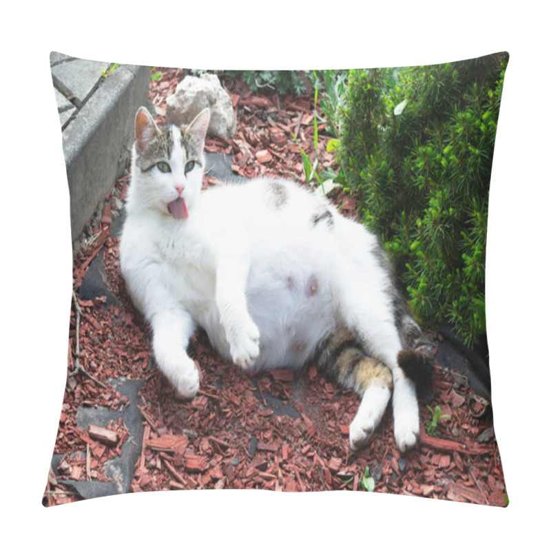 Personality  Resting Pregnant Cat Bathes His Body With His Tongue And Sprawled On The Ground. Concept Pregnant Pets. Pillow Covers