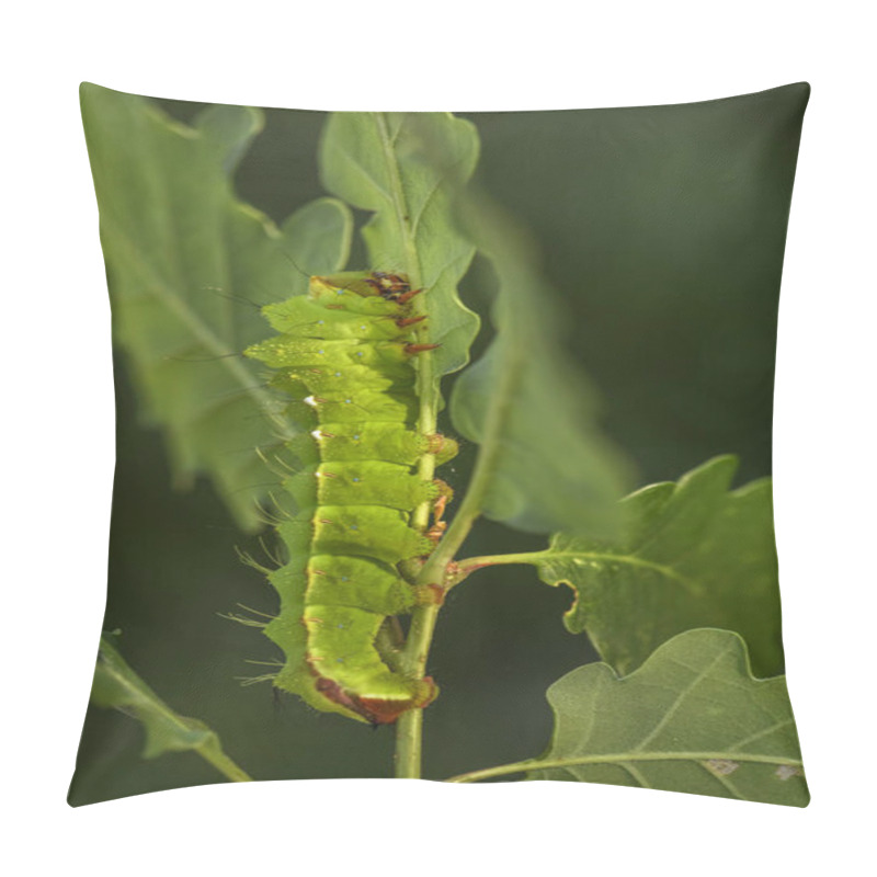 Personality  Japanese Oak Silkmoth - Antheraea Yamamai, Large Yellow And Orange Moth From East Asian Woodlands. Pillow Covers