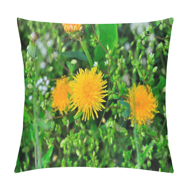 Personality  Bright Yellow Dandelions Beautiful Close-up, Blooming Dandelion, Dandelion Field Pillow Covers