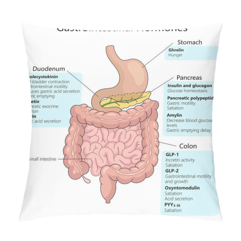 Personality  Gastrointestinal Hormones, Including Their Origins In The Stomach, Duodenum, Pancreas, And Colon, And Their Specific Functions Schematic Raster Illustration. Medical Science Educational Illustration Pillow Covers