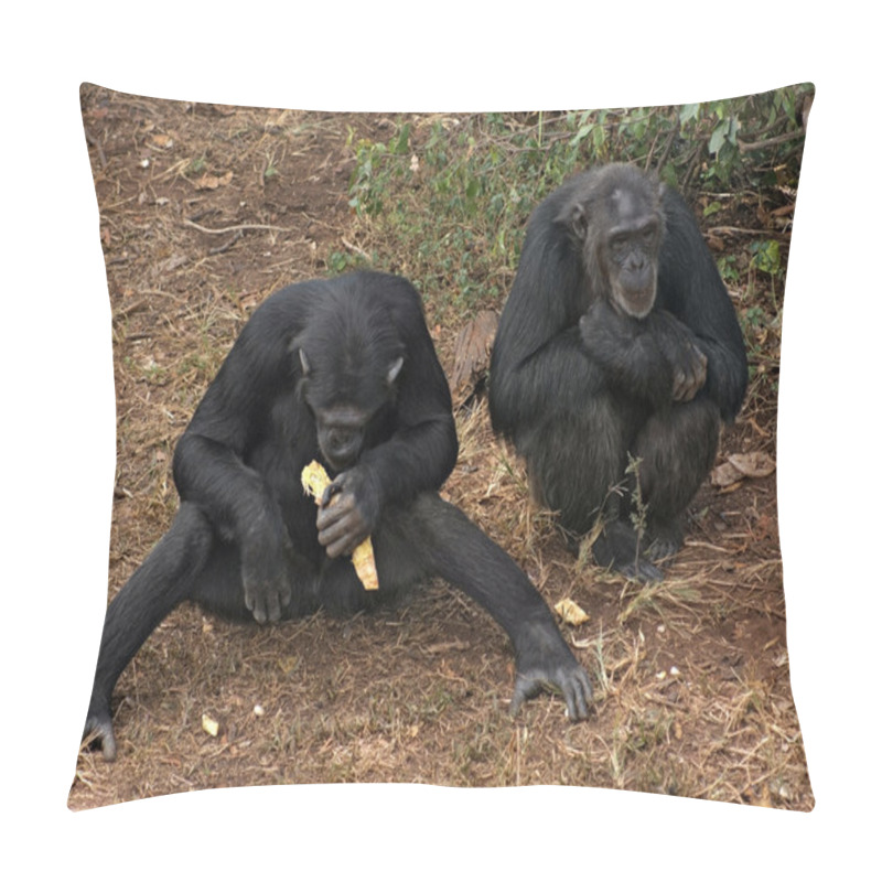 Personality  Chimpanzees On The Ground Pillow Covers