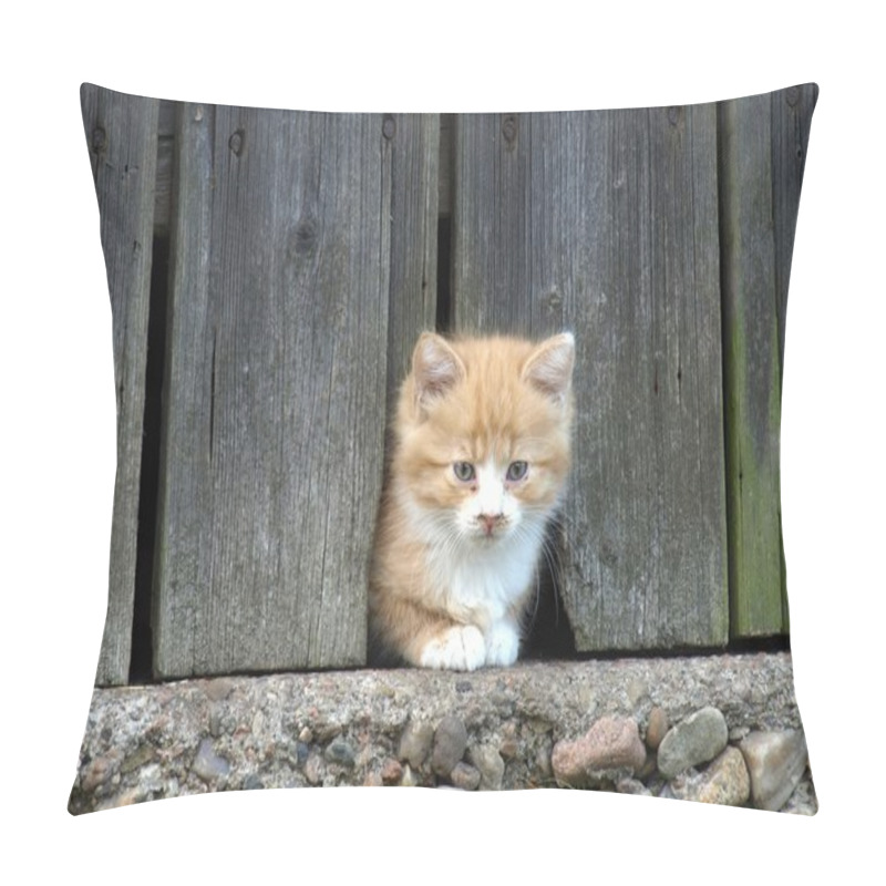 Personality  Kitten Pillow Covers