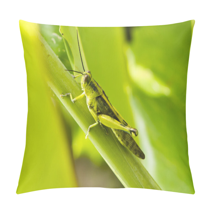 Personality  Grasshopper Pillow Covers