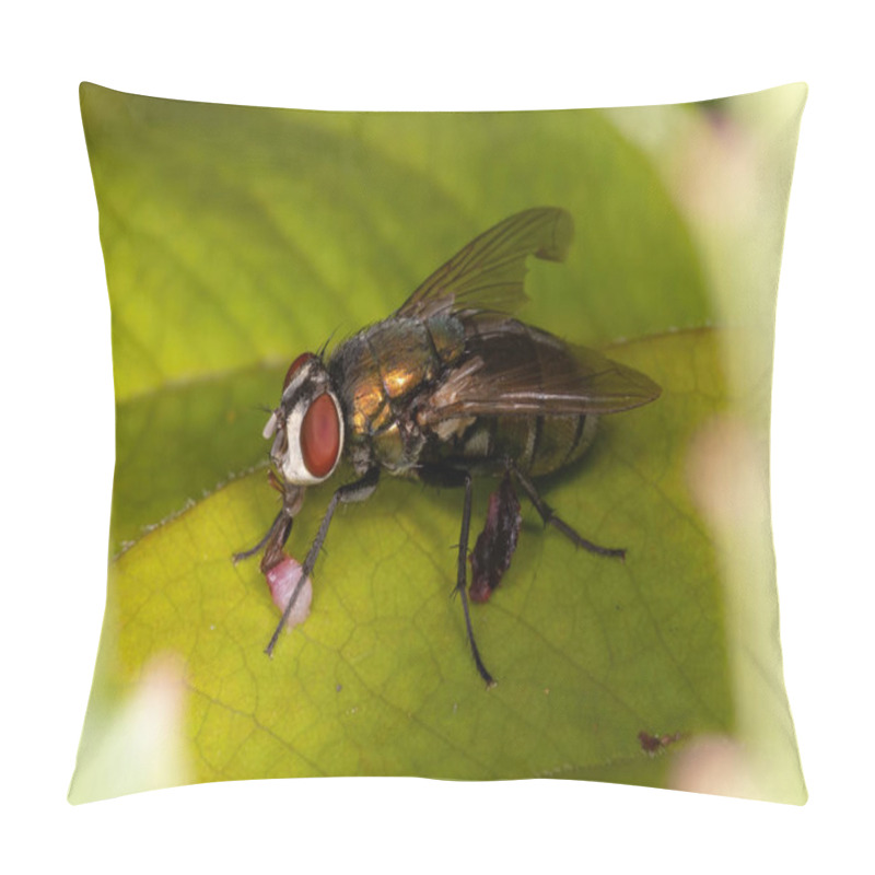 Personality  Australian Sheep Blow Fly Of The Species Lucilia Cuprina Pillow Covers