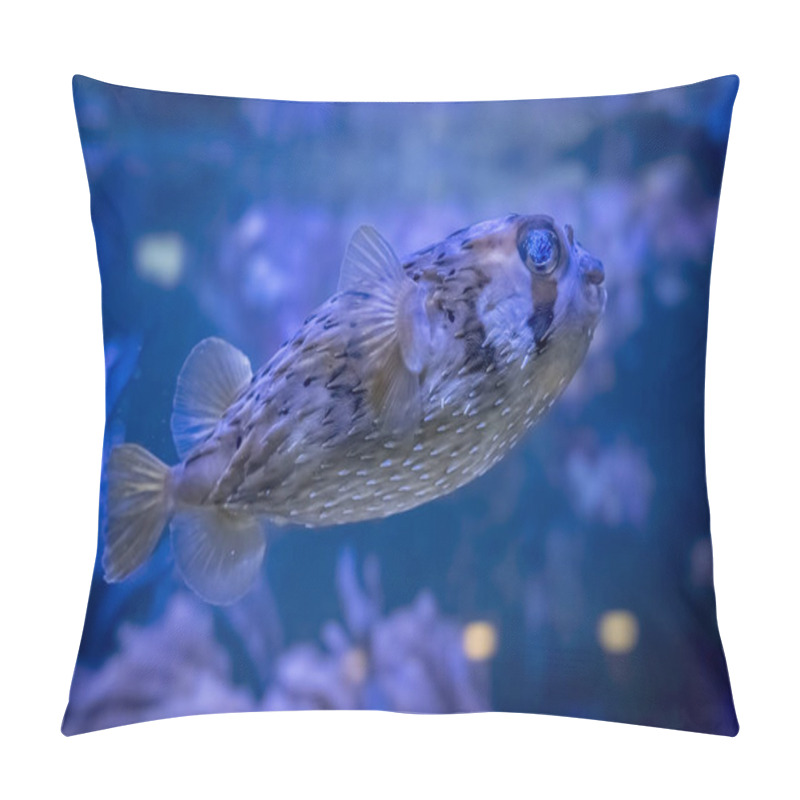 Personality  Palais De La Porte Doree. Tropical Fishes. View Of A Spotted Metynnis Fish Pillow Covers