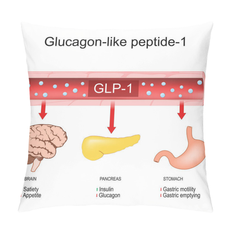 Personality  Glucagon-like Peptide-1. Weight Loss. Physiological Functions Of GLP-1: Promote Satiety And Insulin Release, Inhibit Glucagon Secretion, Appetite, Gastric Motility And Emptying. Target Organs For Peptide Hormone. Treatment Of Diabetes. Vector Diagram Pillow Covers