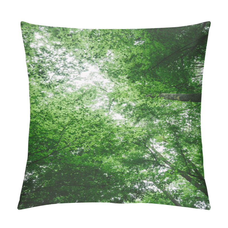 Personality  Low Angle View Of Green Trees In Forest In Wurzburg, Germany Pillow Covers