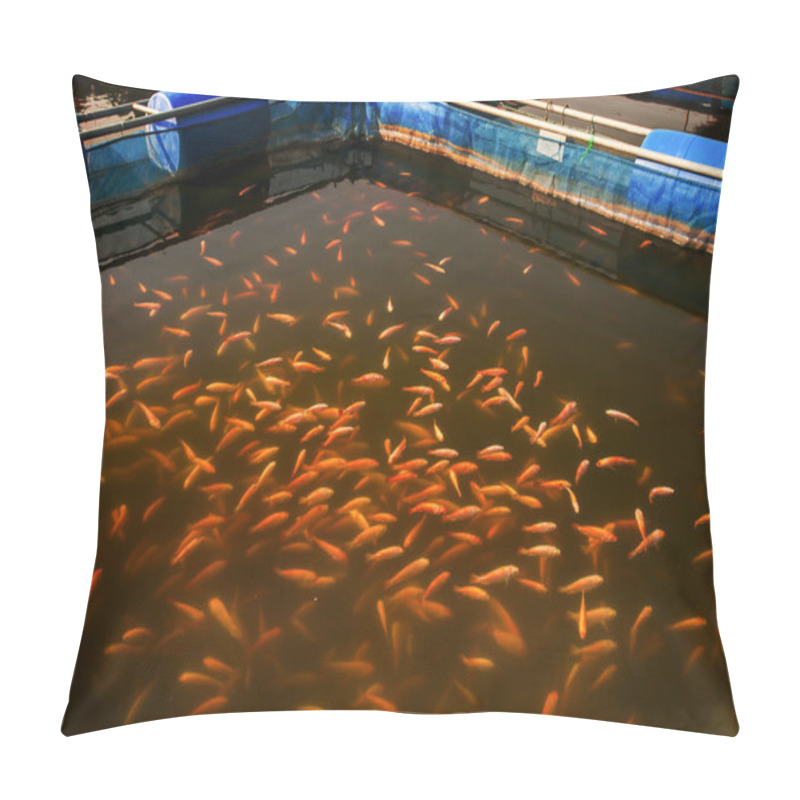 Personality  A School Of Red Tilapia Fish In Cage Farming. Fish Farm, Aquaculture, Freshwater Fish. Top View. Selective Focus. Pillow Covers