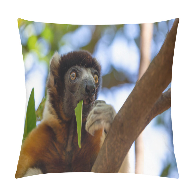 Personality  One Sifaka Lemur That Has Made Itself Comfortable In The Treetop Pillow Covers