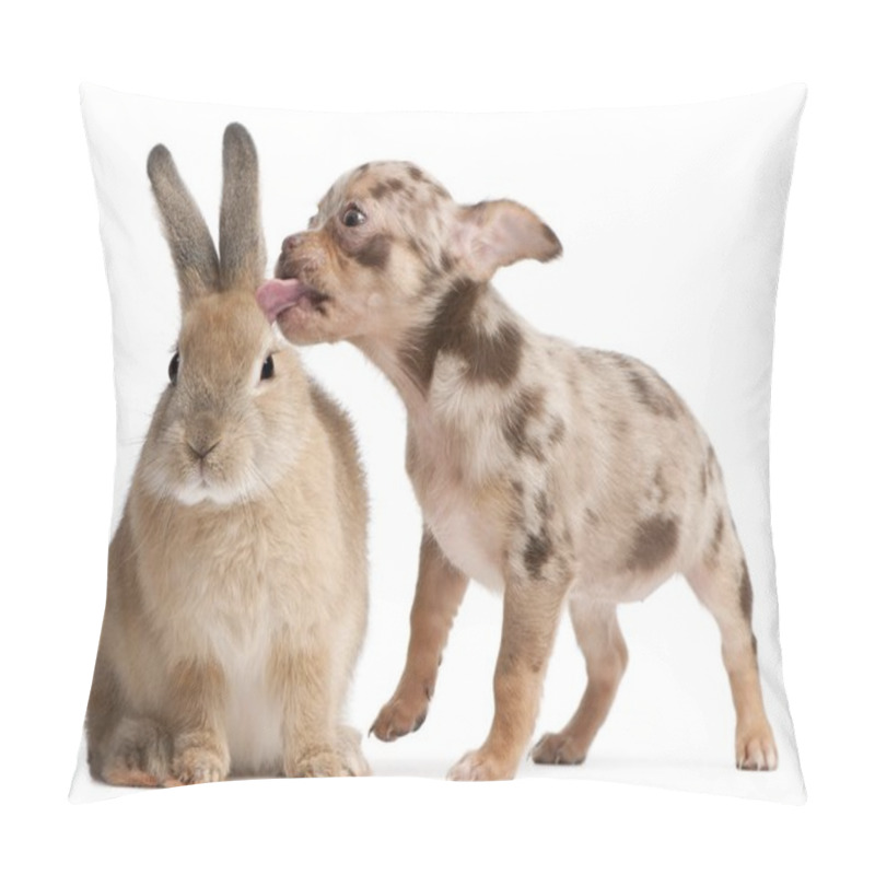 Personality  Chihuahua Licking A Rabbit In Front Of White Background Pillow Covers