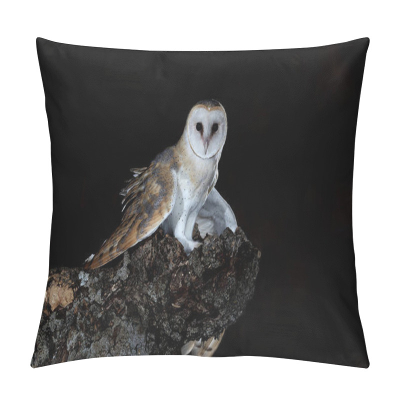 Personality  Barn Owl At His Night Innkeeper, Tyto Alba Pillow Covers