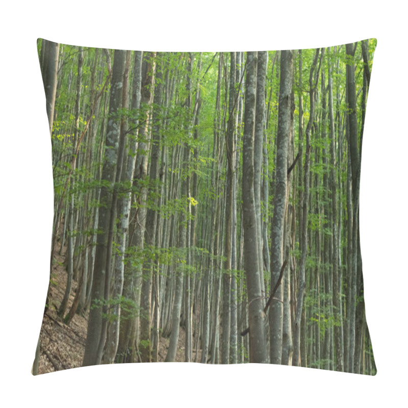 Personality  Capture The Ethereal Beauty Of A Carpathian Beech Forest With Its Striking Gray Tree Trunks Creating A Mesmerizing Atmosphere Pillow Covers