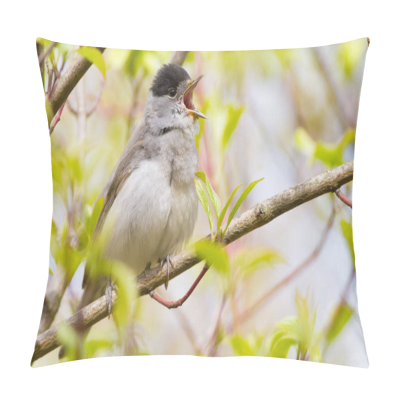 Personality  Blackcap, Sylvia Atricapilla. Morning In The Forest, A Male Bird Sits On A Tree Branch And Sings. It Differs From The Female In A Black Cap On His Head. Pillow Covers