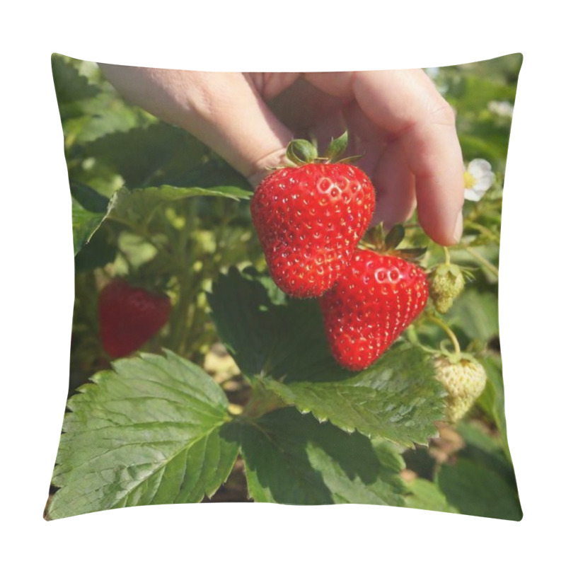 Personality  Extreme Macro Shot Of Person Carefully Picking Ripe Strawberries From Bush In Field. Pillow Covers