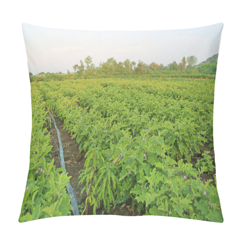 Personality  Green Fields Of Eggplant Pillow Covers