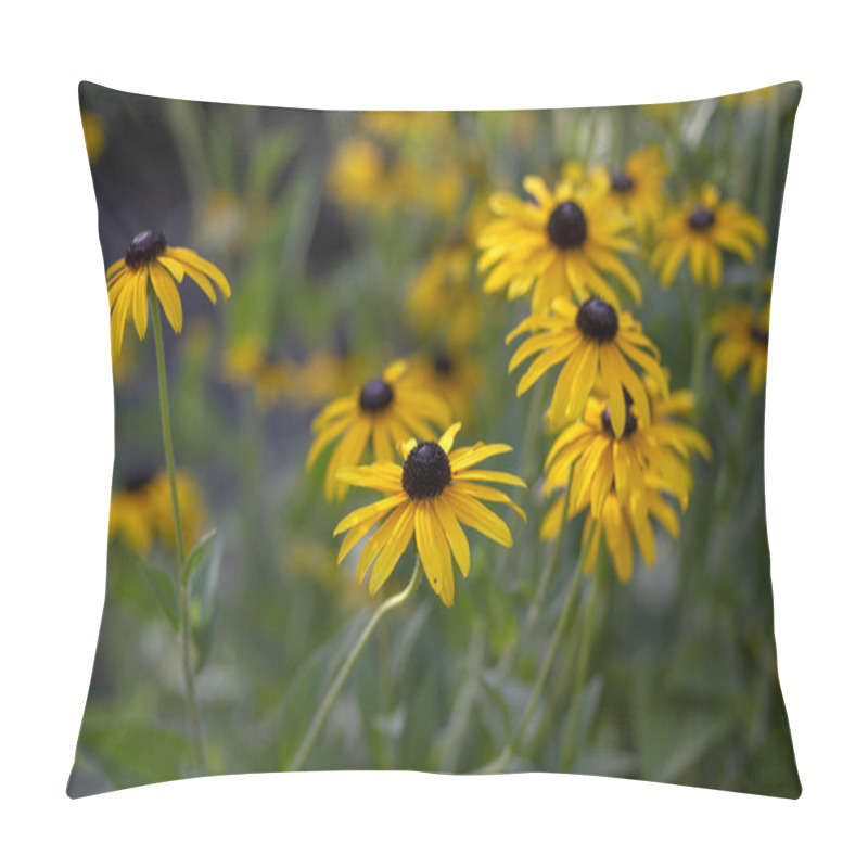 Personality  Rudbeckia Hirta Yellow Flower With Black Brown Centre In Bloom, Black Eyed Susan In The Garden, Bunch Of Flowering Ornamental Plants Pillow Covers