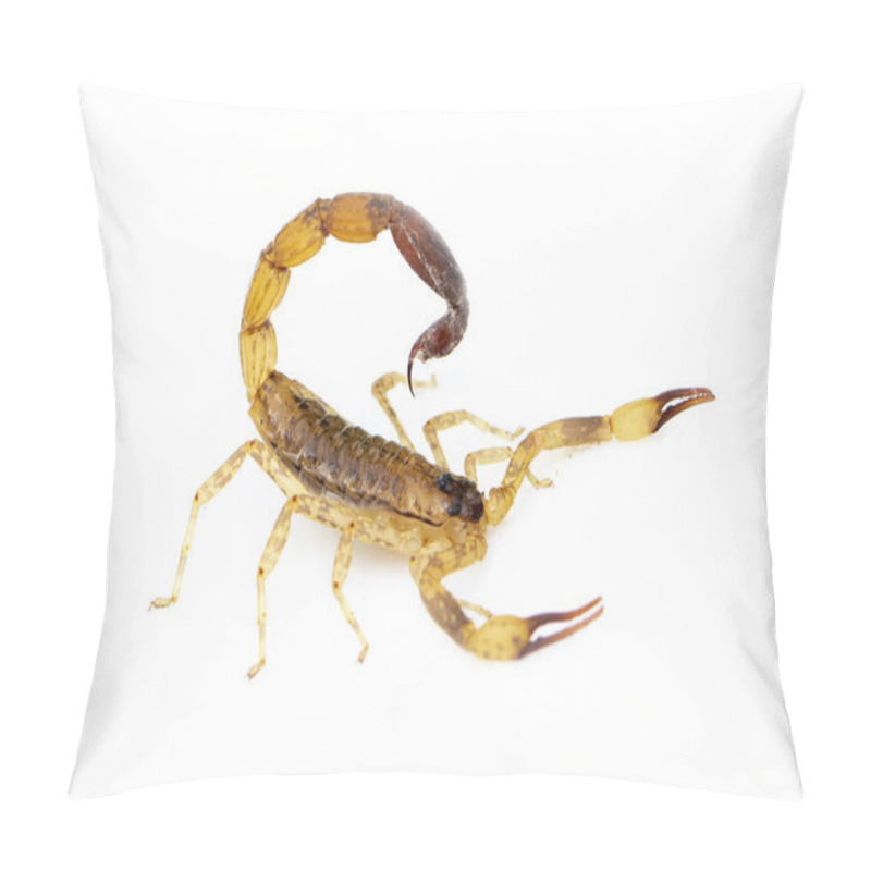 Personality  Image Of Brown Scorpion Isolated On White Background. Insect. Animal. Pillow Covers