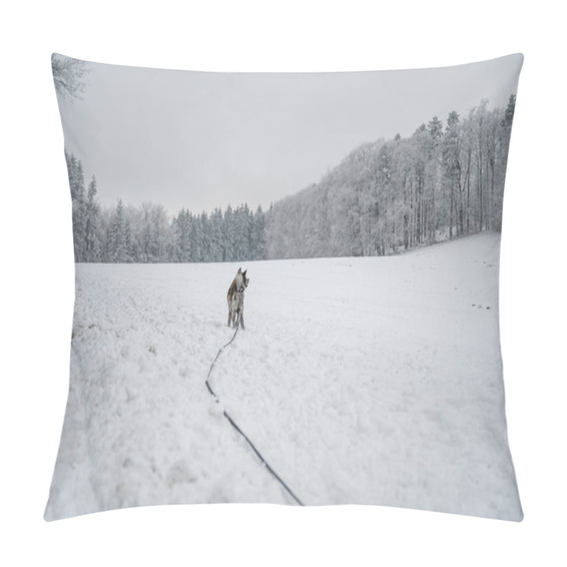 Personality  Young Akita Inu Dog With Gray Fur Discovering The Beautiful Winter Landscape During Winter On His Dog Leash Pillow Covers