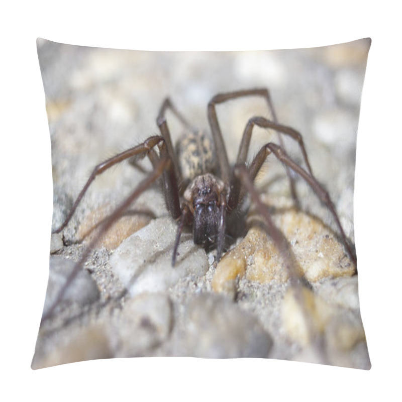 Personality  Detail Of Giant House Spider Eratigena Artica On Stones Pillow Covers