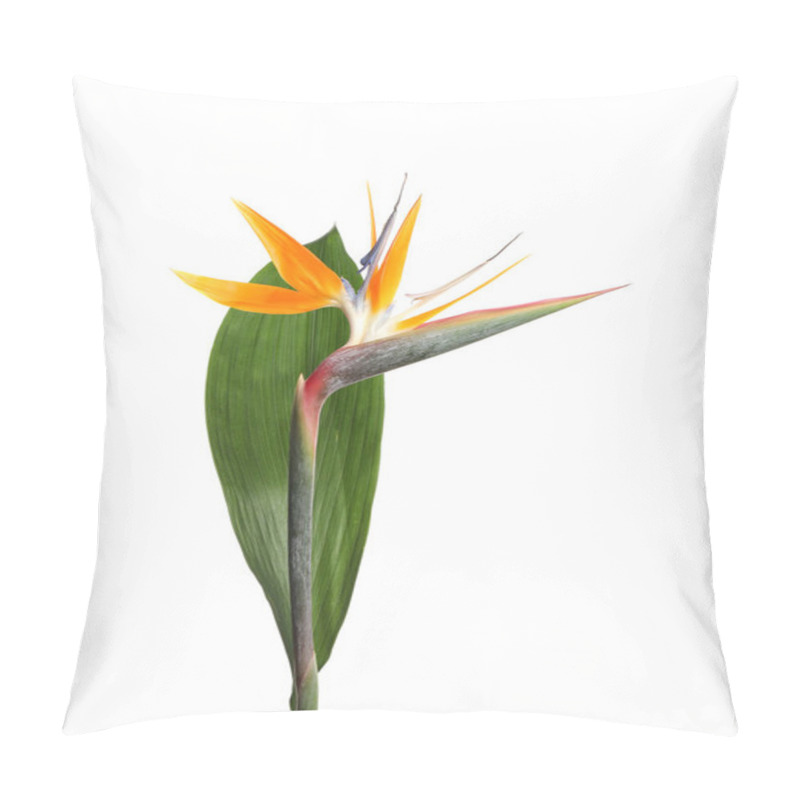 Personality  Bird Of Paradise Tropical Flower Isolated On White Pillow Covers