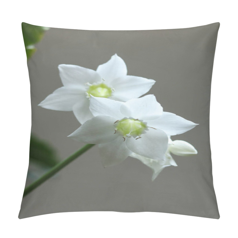 Personality  White Flowers Of Urceolina Amazonica, Formerly Known As Eucharis Amazonica, On A Dark Background Close Up Pillow Covers