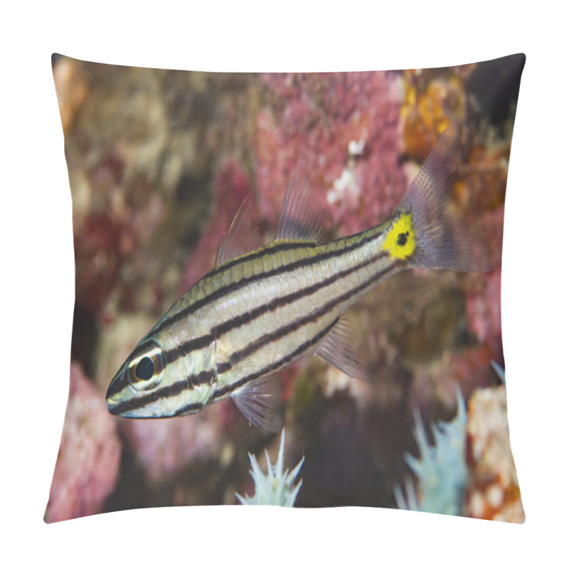 Personality  Toothy Cardinalfish Cheilodipterus Isostigmus Pillow Covers